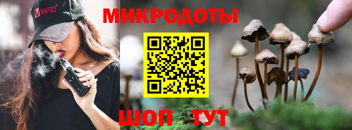 Псилоцибиновые грибы Psilocybe Ялуторовск